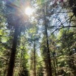 Rath Wood Forest Trees