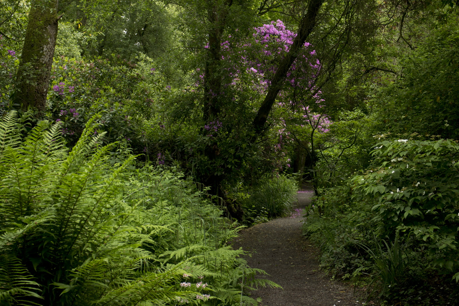 Rhoddodendrons in bloom in Altamont Gardens